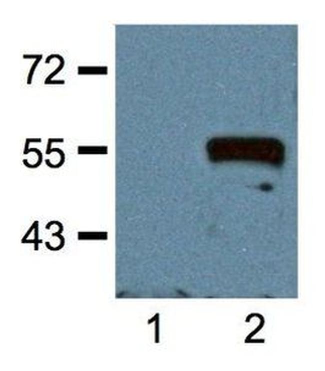 Myc Tag Antibody in Western Blot (WB)