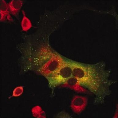 Golgi protein 58k Antibody in Immunocytochemistry (ICC/IF)