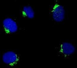 Golgi protein 58k Antibody in Immunocytochemistry (ICC/IF)