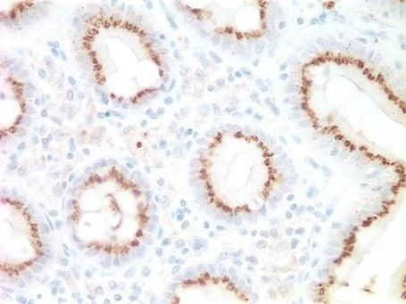 Golgi protein 58k Antibody in Immunohistochemistry (Paraffin) (IHC (P))