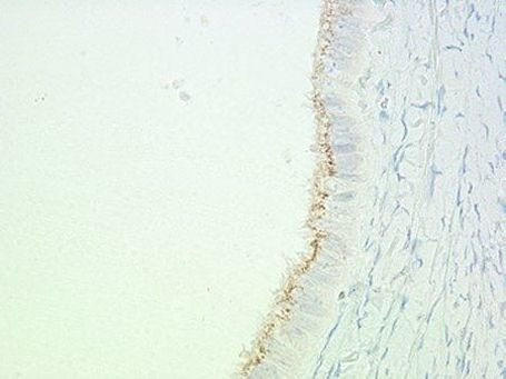 Golgi protein 58k Antibody in Immunohistochemistry (Paraffin) (IHC (P))