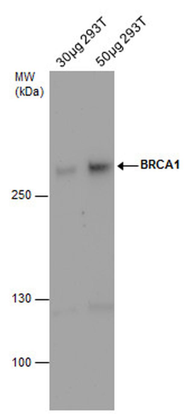 BRCA1 Antibody in Western Blot (WB)