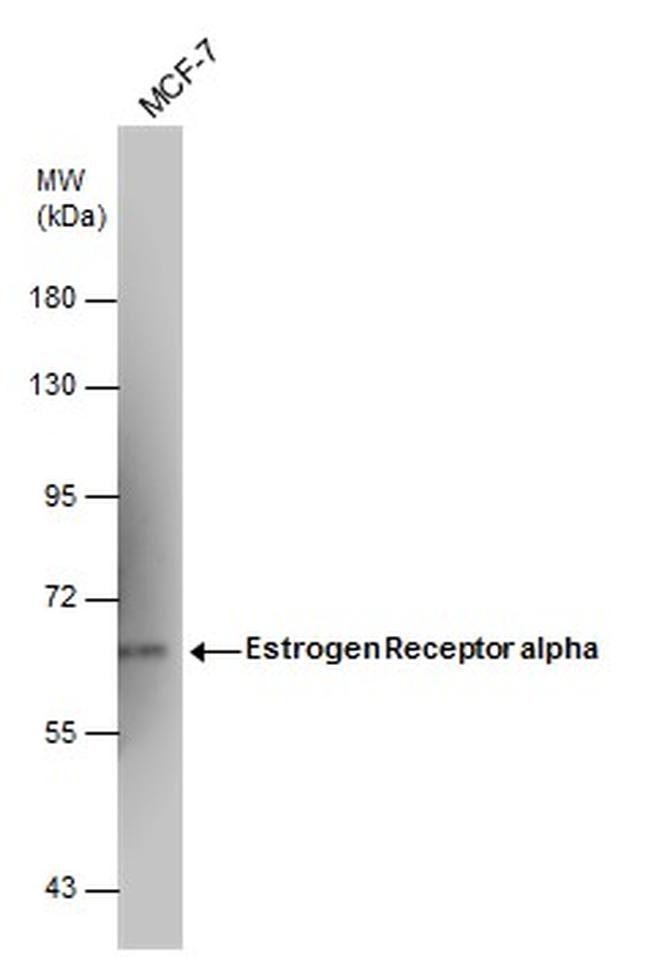 Estrogen Receptor alpha Antibody in Western Blot (WB)