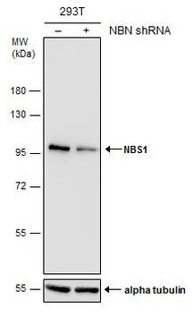 NBS1 Antibody