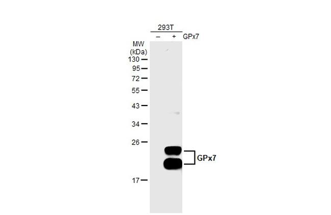 GPX7 Antibody in Western Blot (WB)