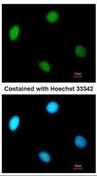 RFC4 Antibody in Immunocytochemistry (ICC/IF)