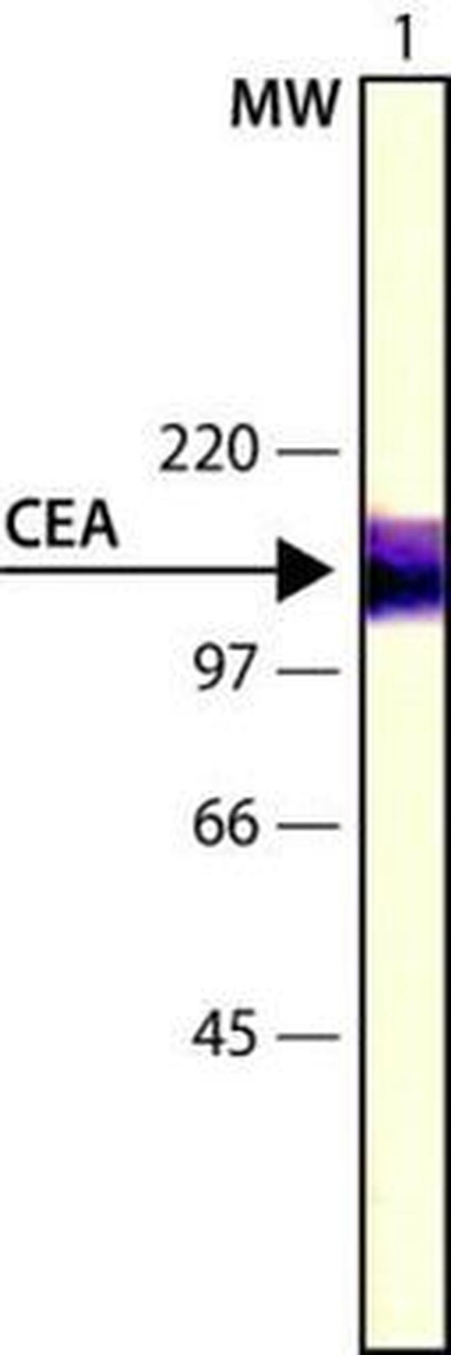 CEA Antibody in Western Blot (WB)