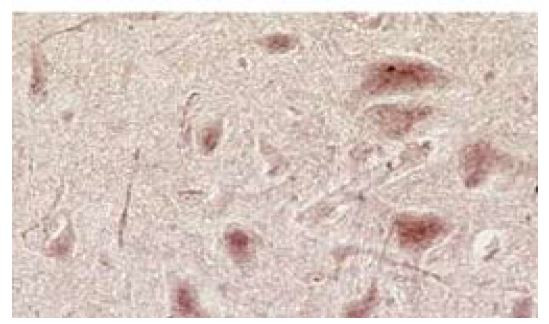 NMDAR3A/NMDAR3B Antibody in Immunohistochemistry (Frozen) (IHC (F))