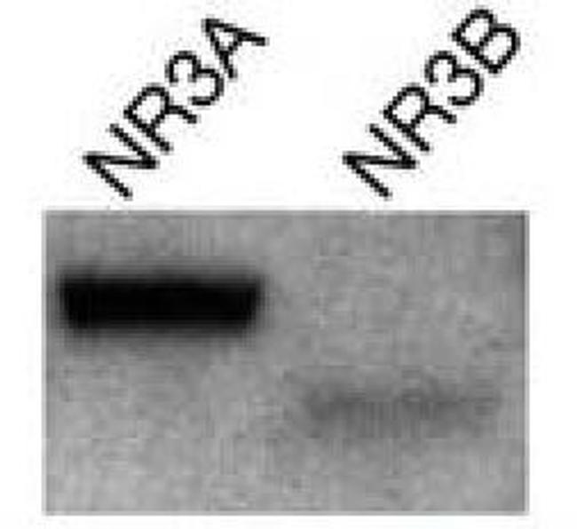 NMDAR3A/NMDAR3B Antibody in Western Blot (WB)