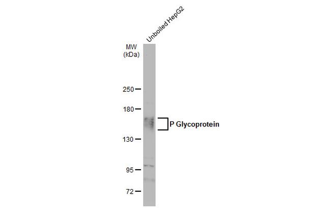 P-Glycoprotein Antibody in Western Blot (WB)