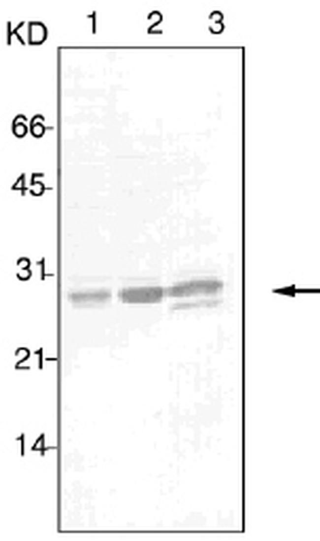 14-3-3 beta/epsilon/zeta Antibody in Western Blot (WB)