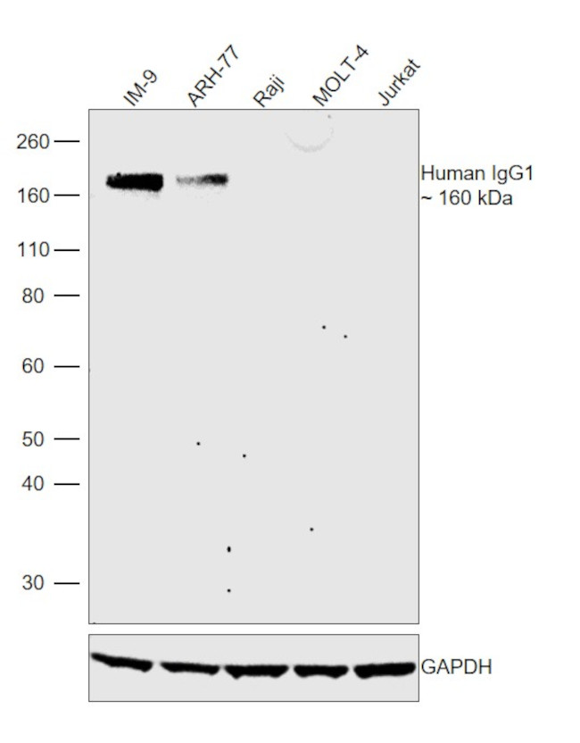 Human IgG1 Secondary Antibody