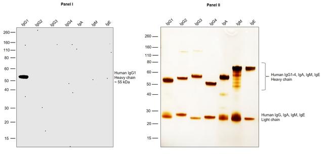 Human IgG1 Secondary Antibody in Western Blot (WB)