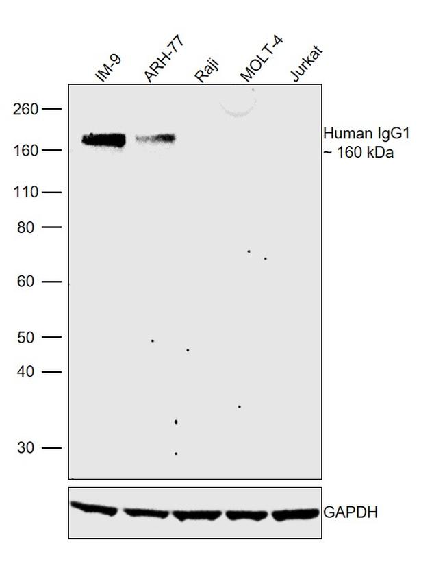 Human IgG1 Secondary Antibody in Western Blot (WB)