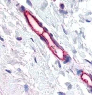 TEM7 Antibody in Immunohistochemistry (Paraffin) (IHC (P))