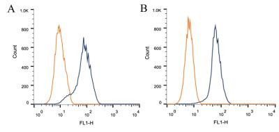 CIP2A Antibody in Flow Cytometry (Flow)