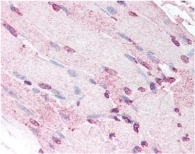 Defensin 5 Antibody in Immunohistochemistry (Frozen) (IHC (F))