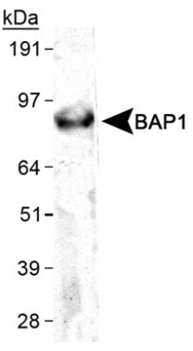 BAP1 Antibody in Western Blot (WB)