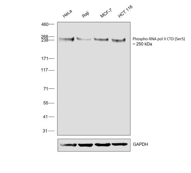 Phospho-RNA pol II CTD (Ser5) Antibody in Western Blot (WB)