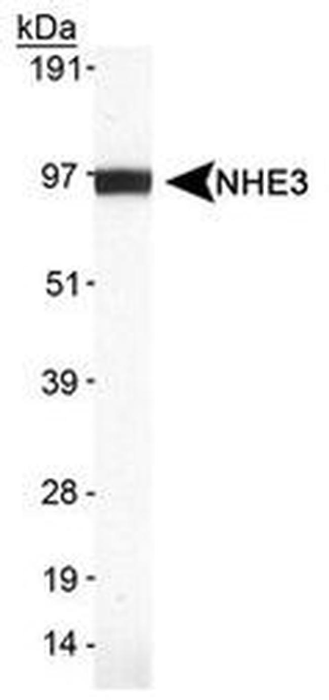 NHE3 Antibody in Western Blot (WB)