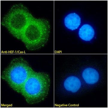 HEF1 Antibody in Immunocytochemistry (ICC/IF)