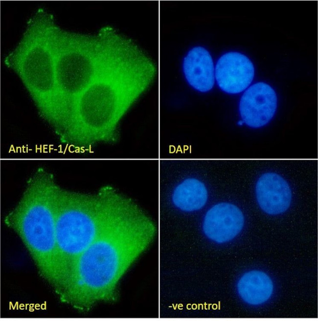 HEF1 Antibody in Immunocytochemistry (ICC/IF)