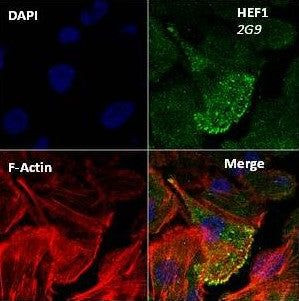 HEF1 Antibody in Immunocytochemistry (ICC/IF)