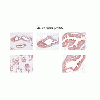 Kallikrein 2 Antibody in Immunohistochemistry (Paraffin) (IHC (P))