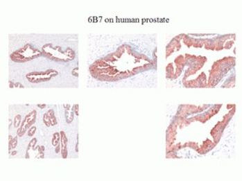 Kallikrein 2 Antibody in Immunohistochemistry (Paraffin) (IHC (P))