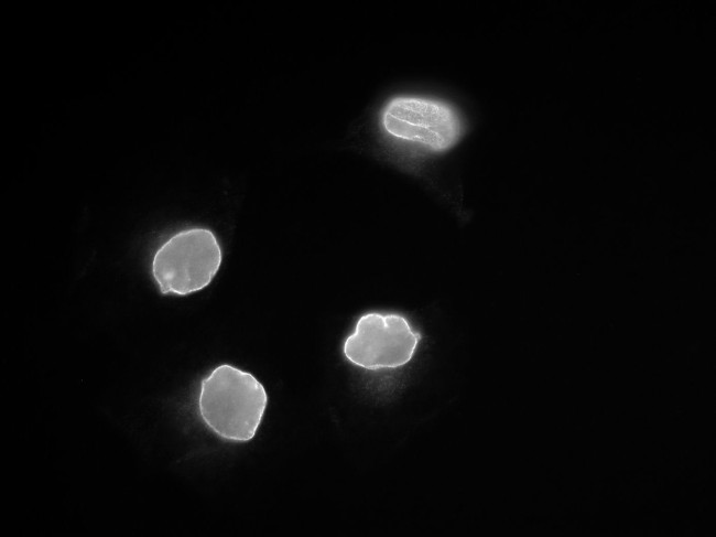 Lamin A/C Antibody in Immunocytochemistry (ICC/IF)