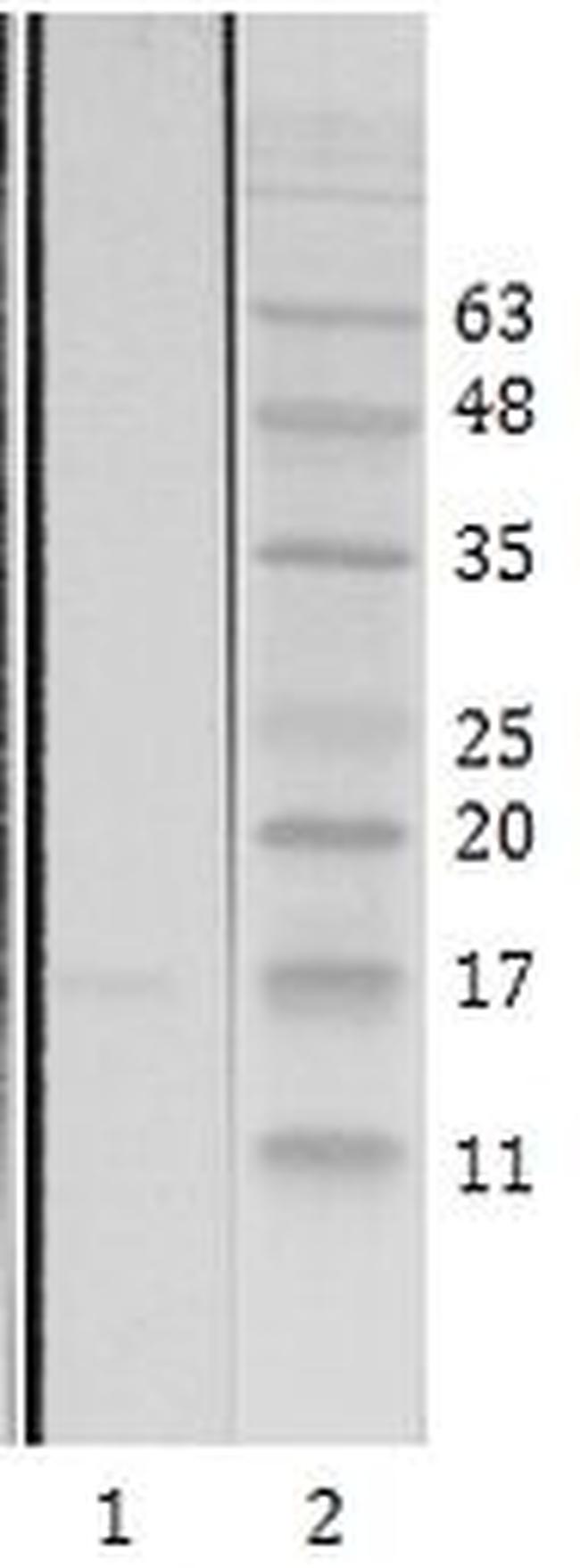 HIV1 Tat Antibody in Western Blot (WB)