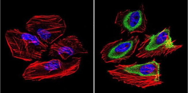 GRK1 Antibody in Immunocytochemistry (ICC/IF)