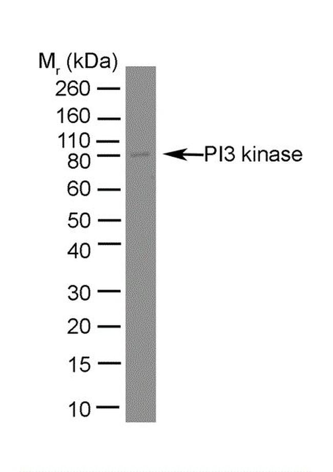 PI3K p85 alpha Antibody in Western Blot (WB)