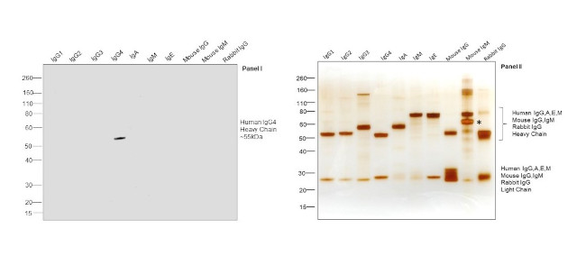 Human IgG4 Fc Secondary Antibody