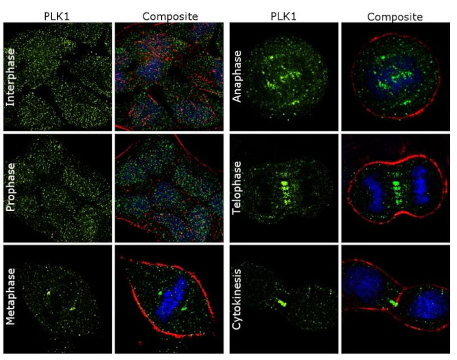 PLK1 Antibody in Immunocytochemistry (ICC/IF)