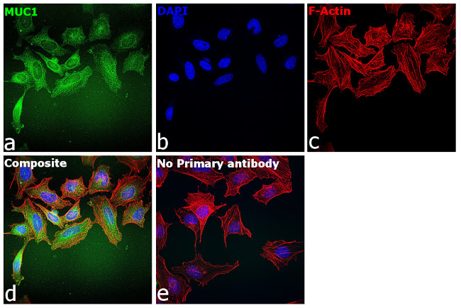 MUC1 Antibody in Immunocytochemistry (ICC/IF)