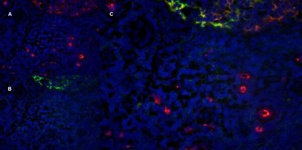 CD11b Antibody in Immunohistochemistry (Frozen) (IHC (F))