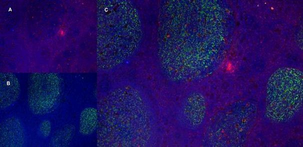 CD11b Antibody in Immunohistochemistry (Frozen) (IHC (F))