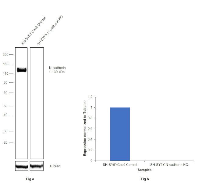 N-cadherin Antibody