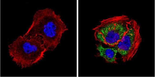 DIABLO Antibody in Immunocytochemistry (ICC/IF)