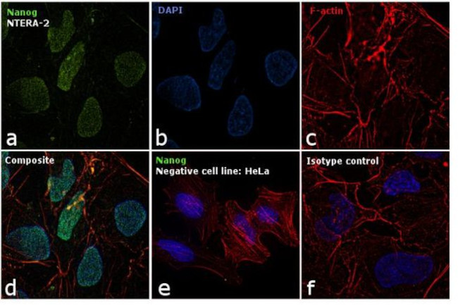 Nanog Antibody