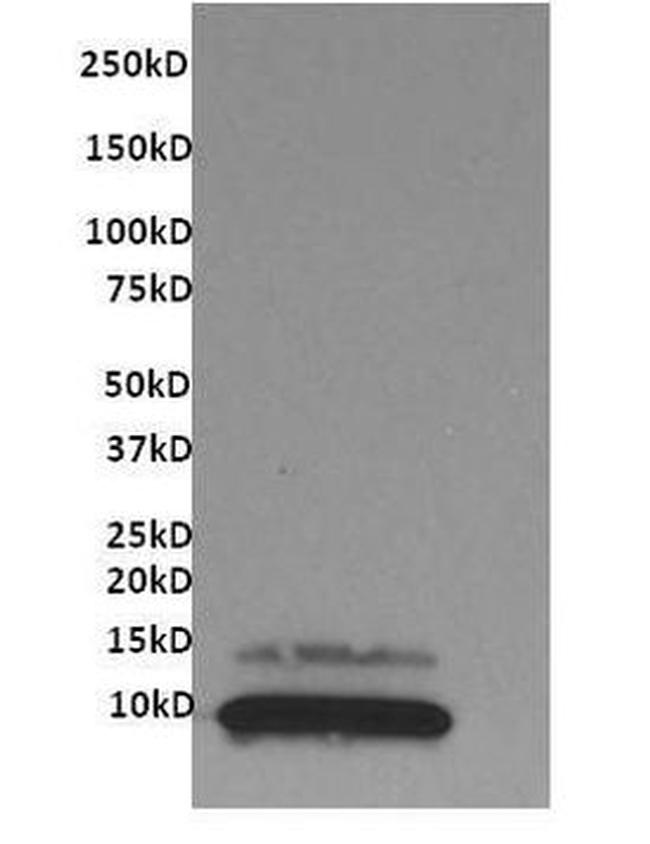 CX3CL1 Antibody in Western Blot (WB)