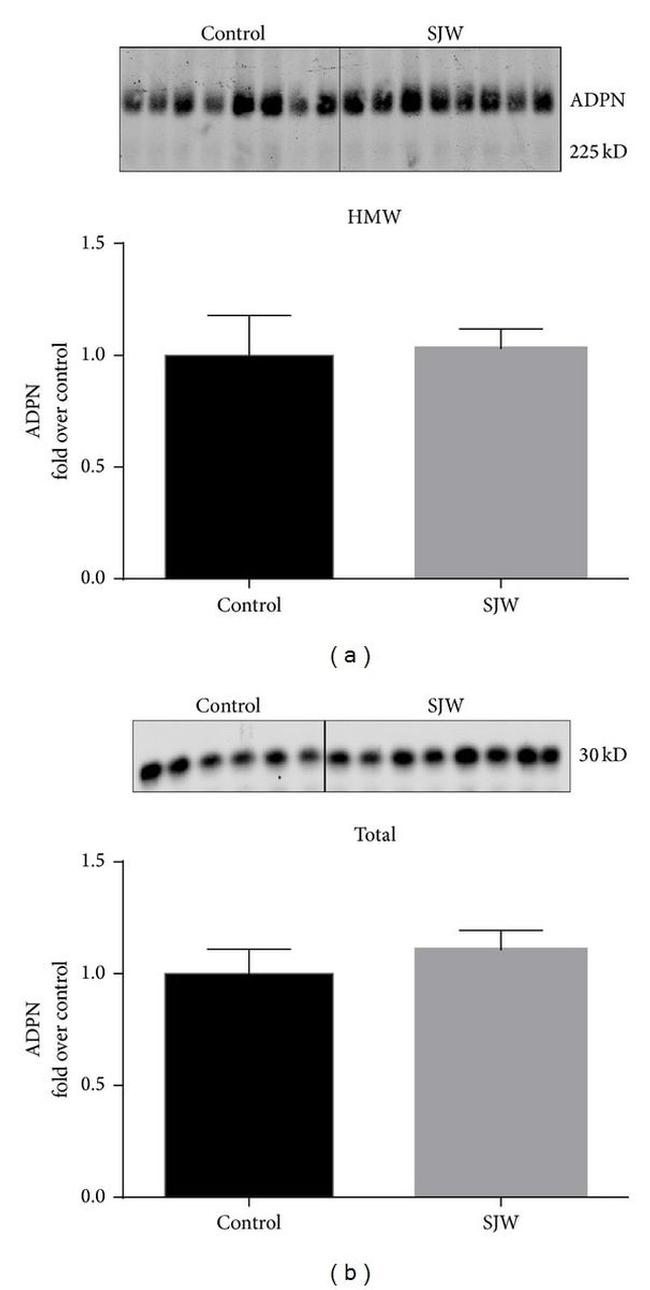 Adiponectin Antibody in Western Blot (WB)