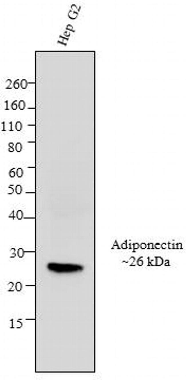 Adiponectin Antibody in Western Blot (WB)