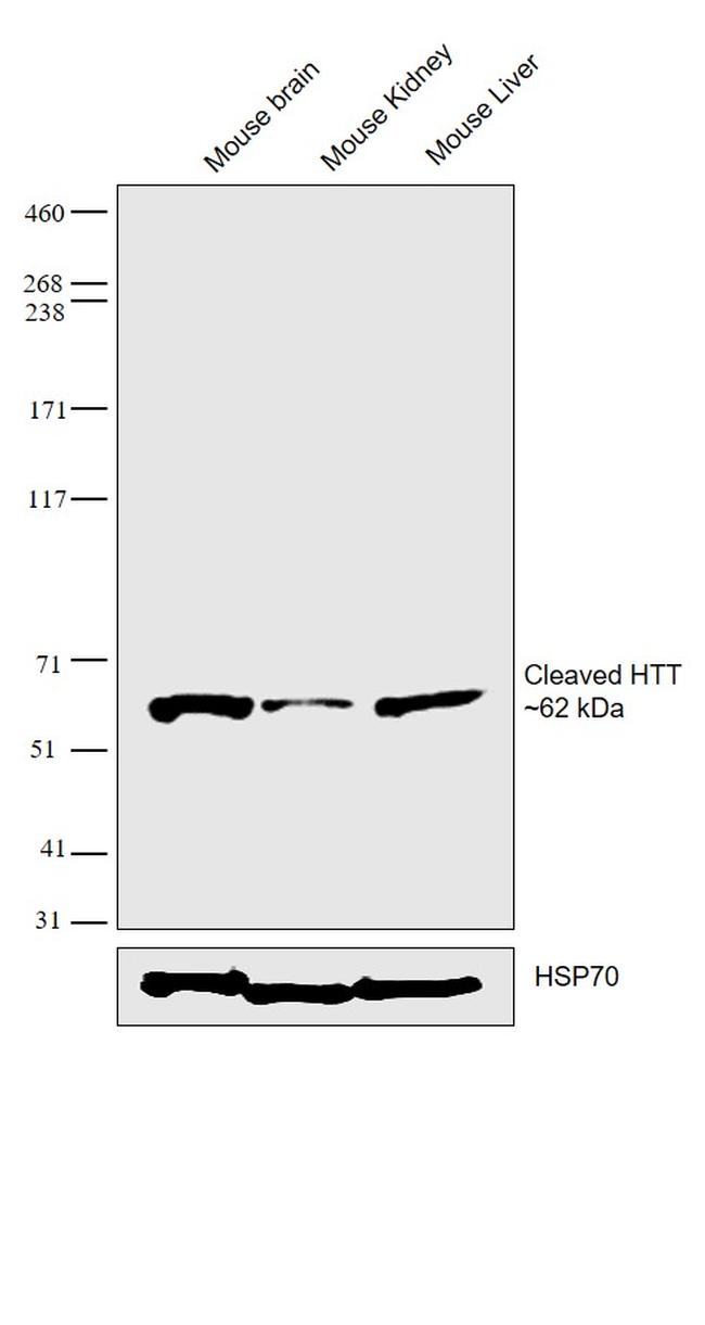 Huntingtin Antibody in Western Blot (WB)