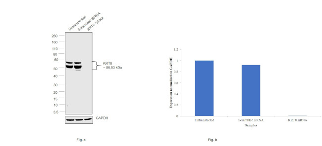 Cytokeratin 8 Antibody