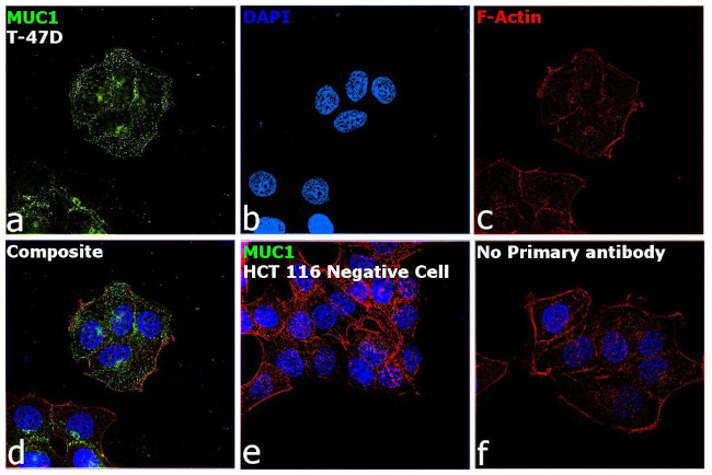 MUC1 Antibody in Immunocytochemistry (ICC/IF)