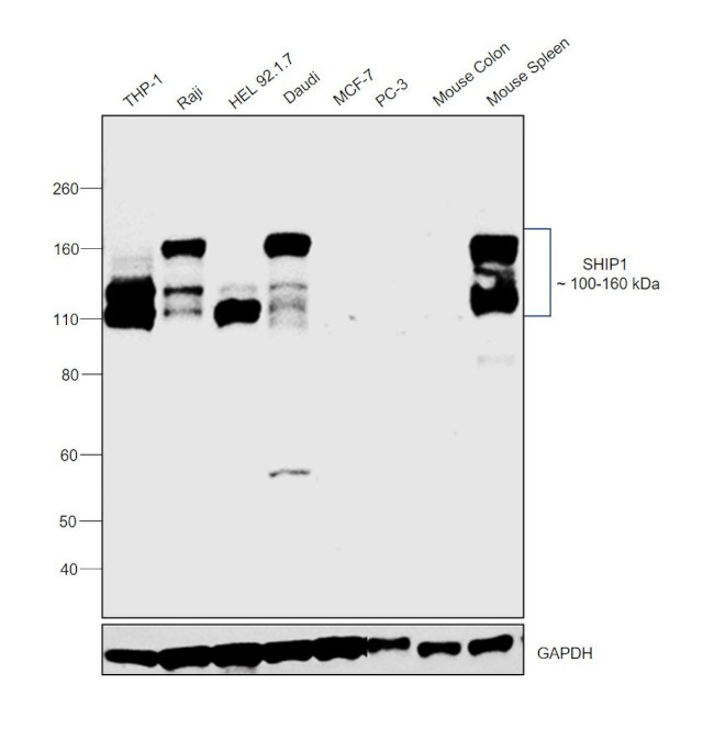 SHIP1 Antibody