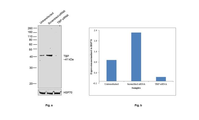 TBP Antibody in Western Blot (WB)