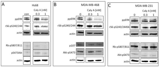 RBL1 Antibody in Western Blot (WB)